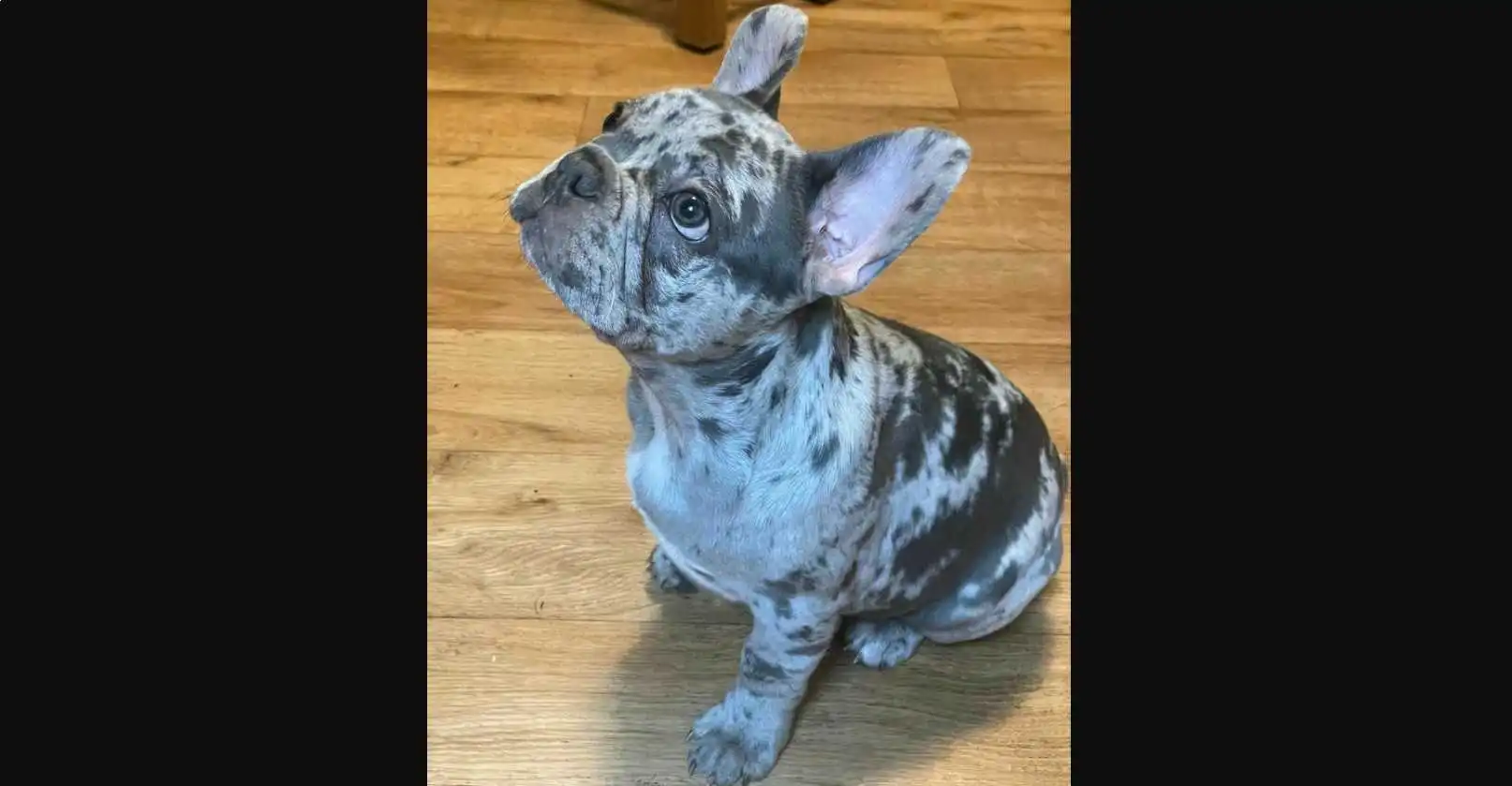 Blue merle fluffy french Bulldog