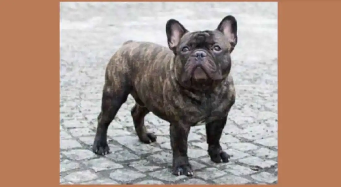 Brindle Fluffy French Bulldog