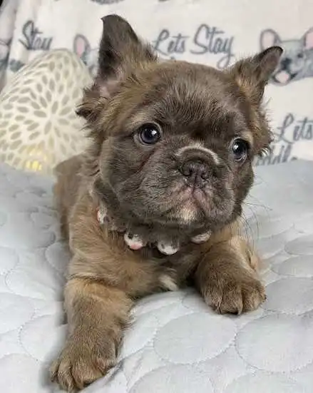 Brindle-Fluffy-French-Bulldog