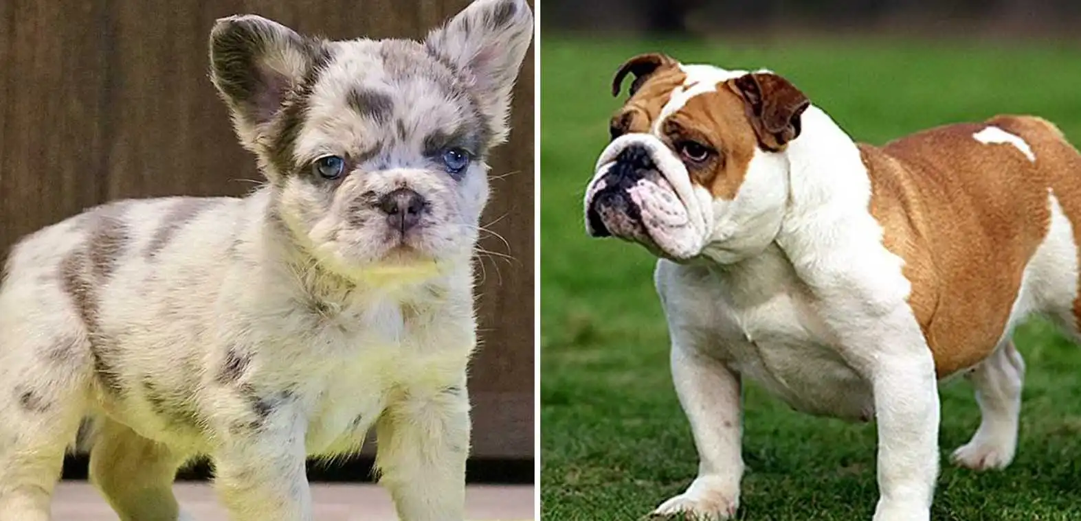 Fluffy French Bulldog vs Regular Bulldog