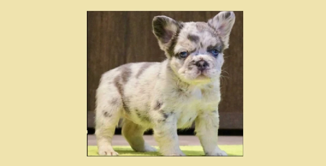 Fluffy french bulldog Precio