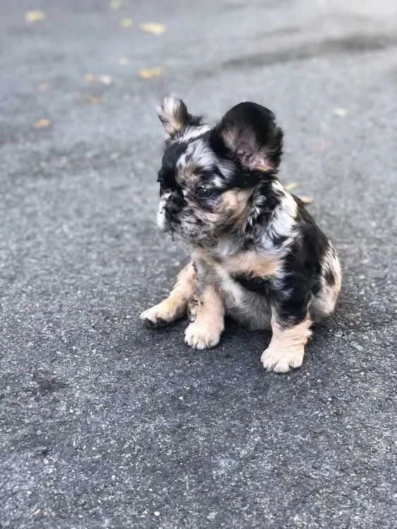 Fluffy-long-haired-French-Bulldog