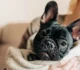 17 Important Health Issues of Fluffy French Bulldogs: 