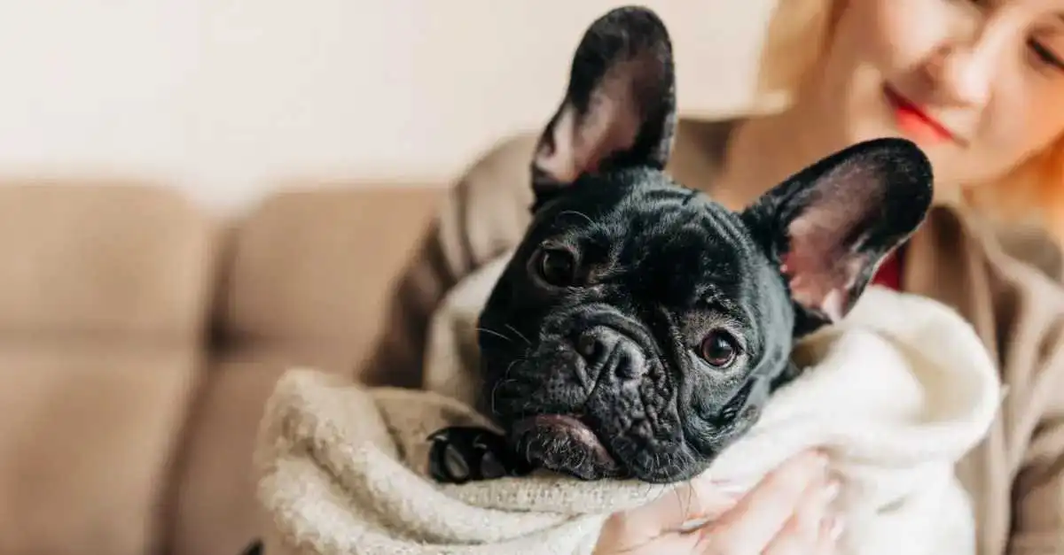 Health issues of fluffy french bulldog