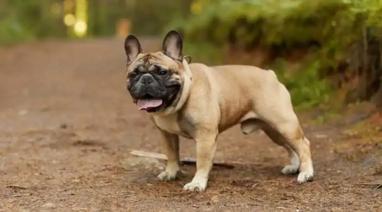 Heritage and Origin of fluffy frenchie bulldog