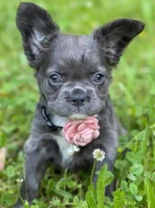 Introducing-The-Fluffy-French-bulldog