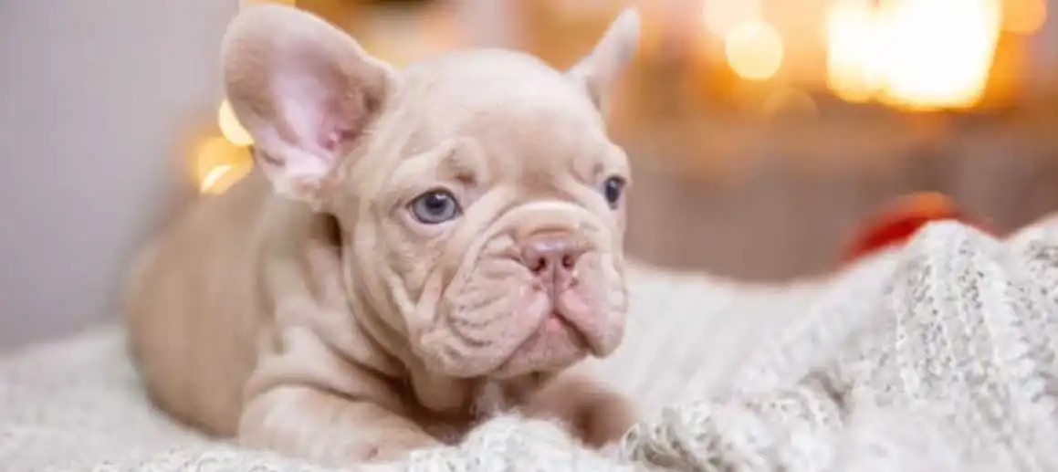 New shade isabella fluffy french bulldog