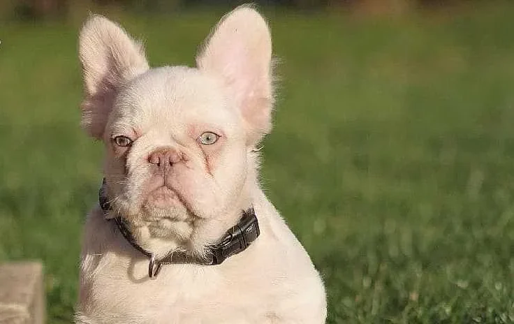 Platinum-Fluffy-French-Bulldog-