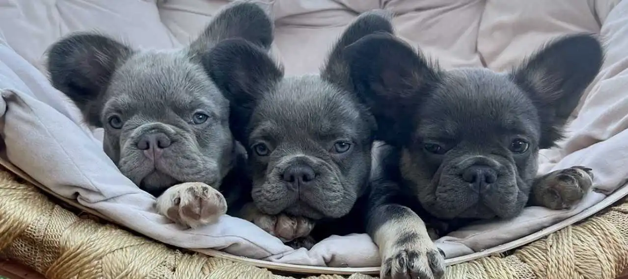 Red Flags to avoid while buying a Fluffy french Bulldog