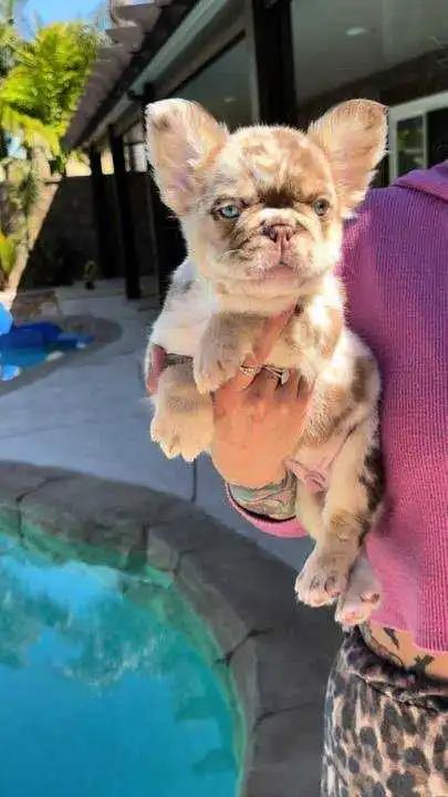 Rojo-fluffy-french-bulldog