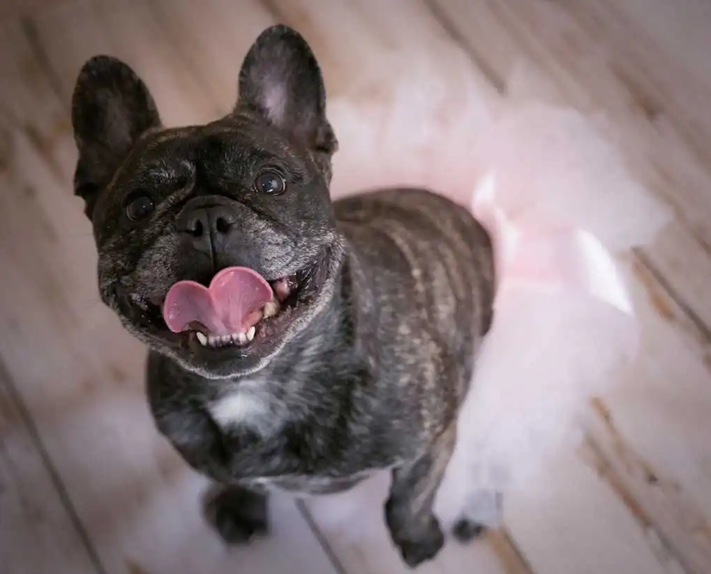 behavior-of-fluffy-french-bulldog