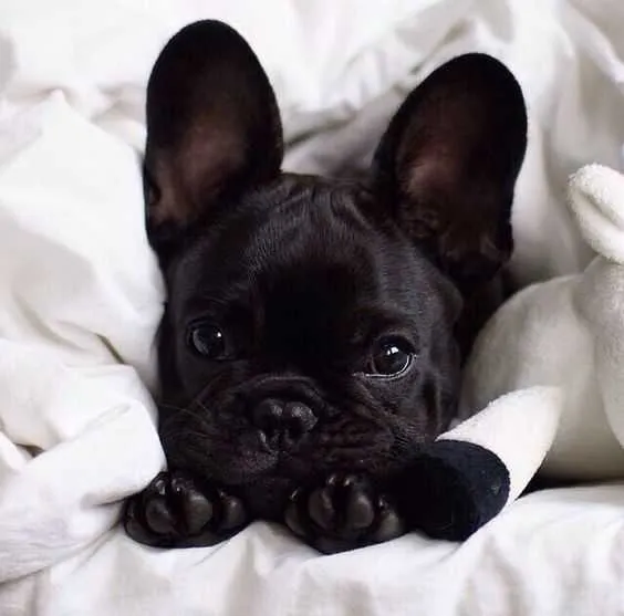 black-fluffy-french-bulldog