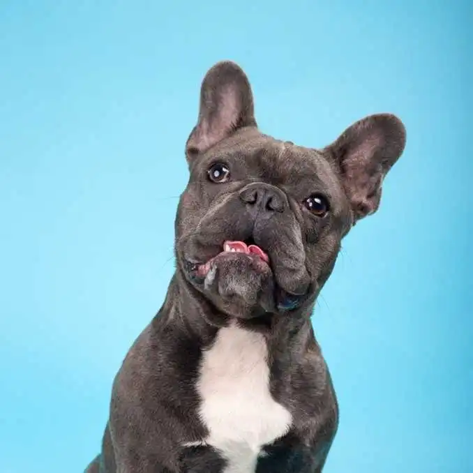 blue-fluffy-french-bulldog