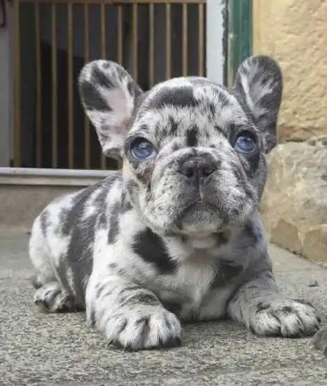 blue-merle-fluffy-french-bulldog