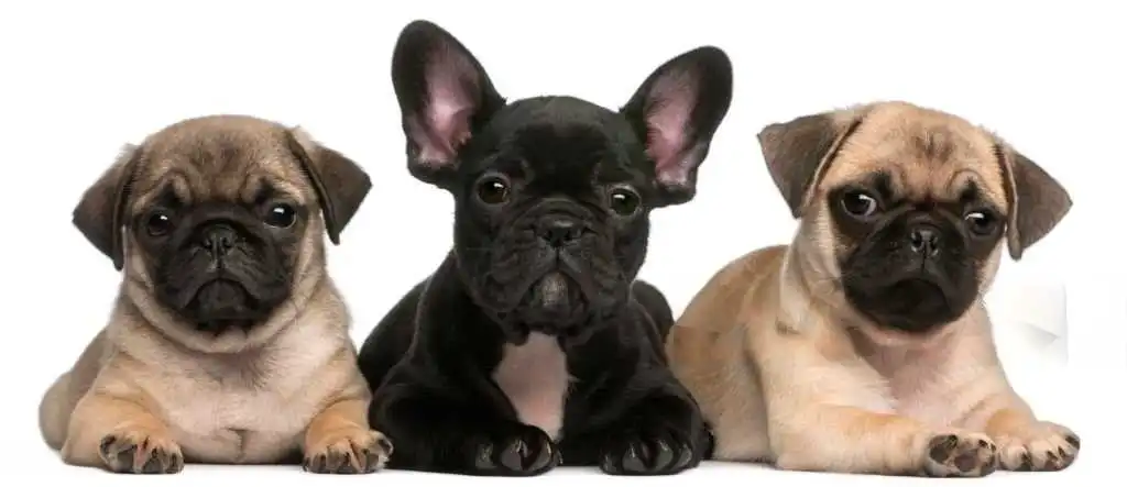 brief summary on fluffy french bulldog