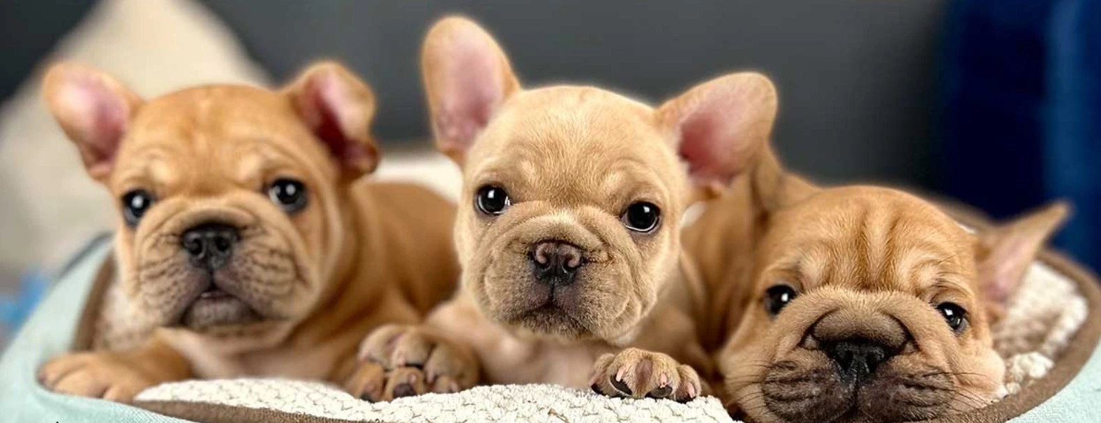 fluffy big rope french bulldog