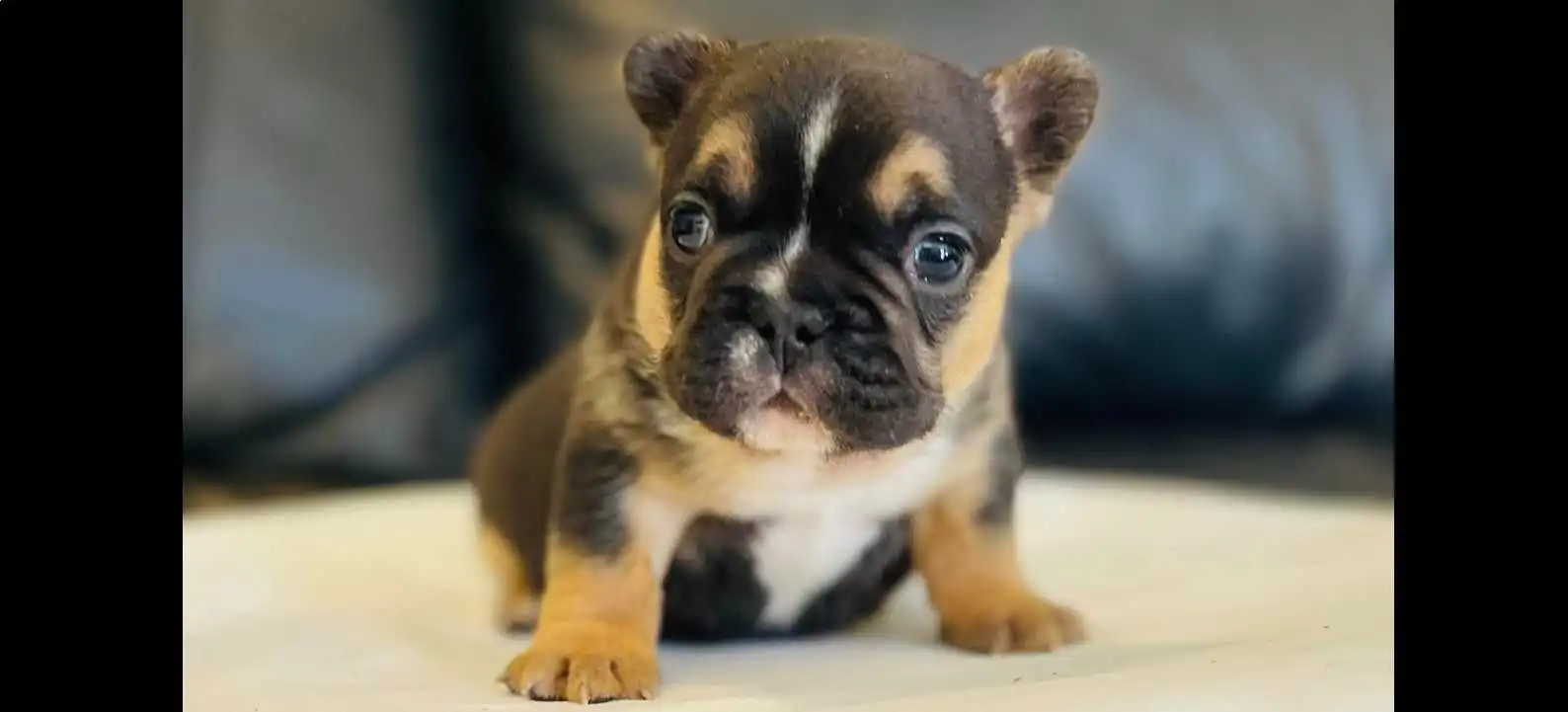 fluffy carrier french bulldog