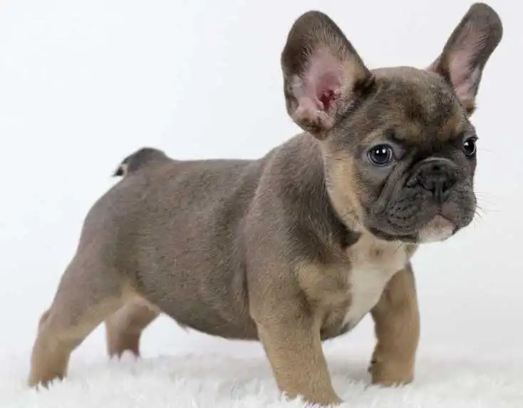 fluffy french bulldog