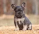 All about Fluffy French Bulldog 