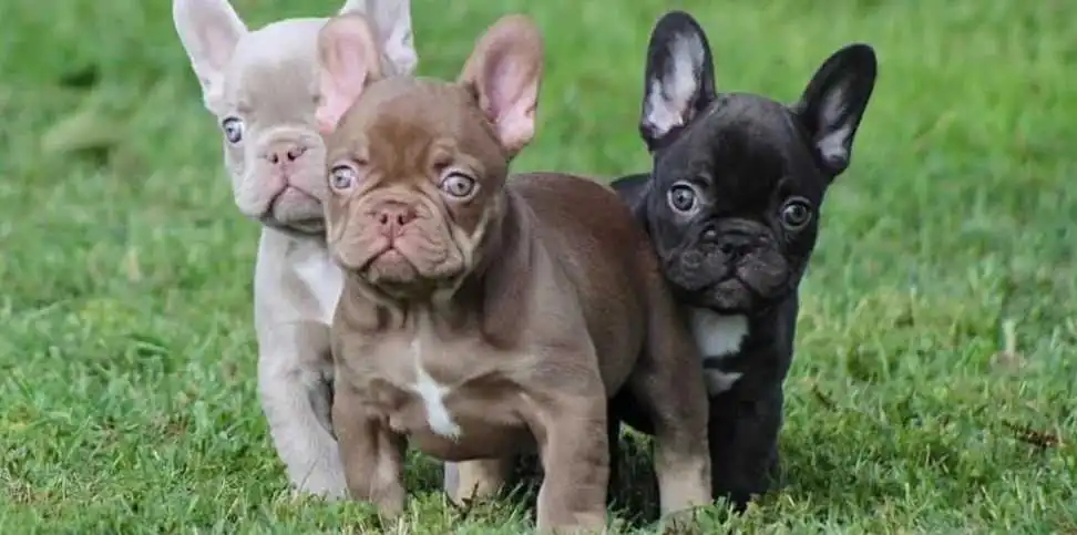 is fluffy french bulldog is right breed for me