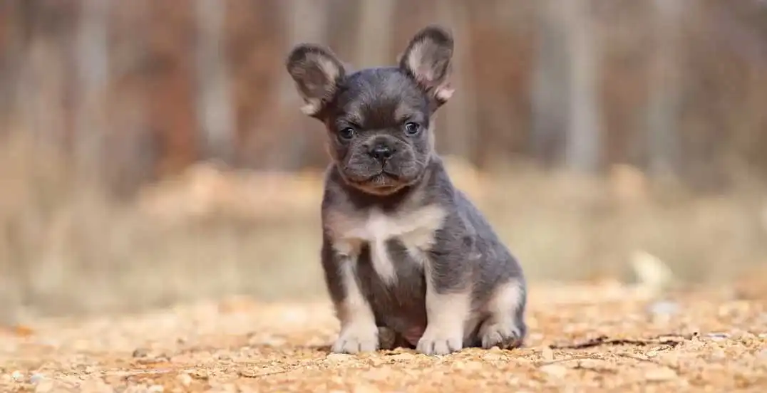 fluffy-french-bulldog