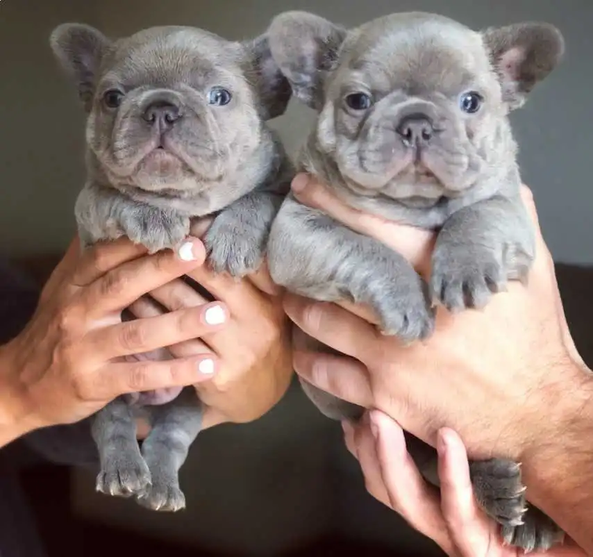 fluffy frenchie breeders