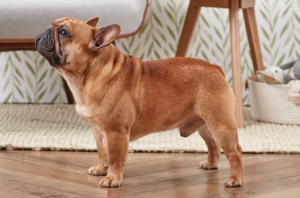 fluffy french bulldog Breed overview