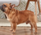 A Comprehensive Fluffy French Bulldog Breed Overview: 