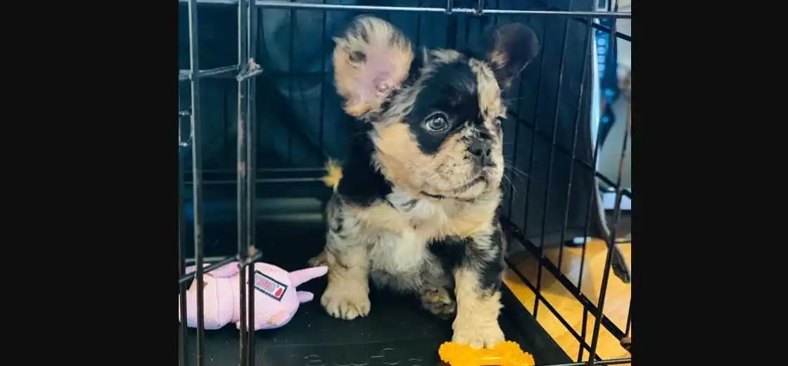 fluffy long hair french bulldog