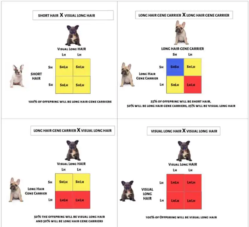 gene-alteration-of-fluffy-frenchie