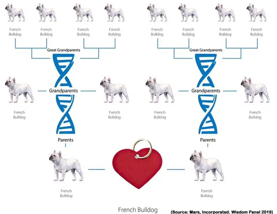 gene-of-fluffy-frenchie