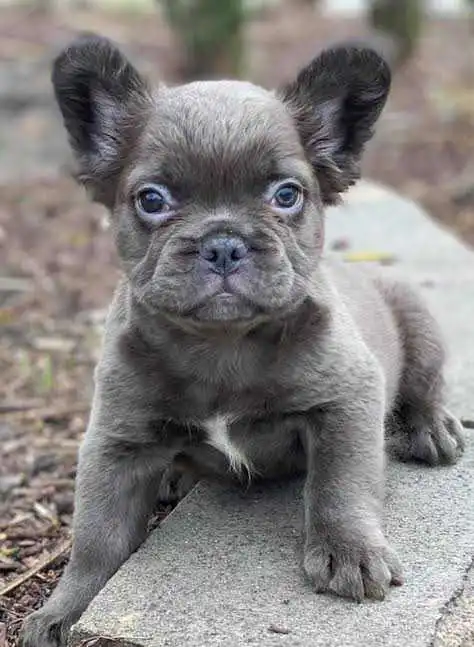 grey-fluffy-french-bulldog