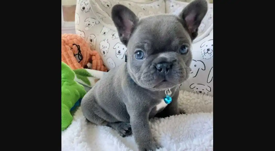 grey fluufy french bulldog