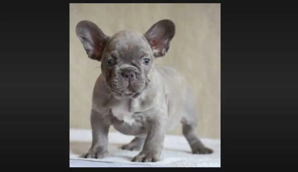 isabella fluffy french bulldog