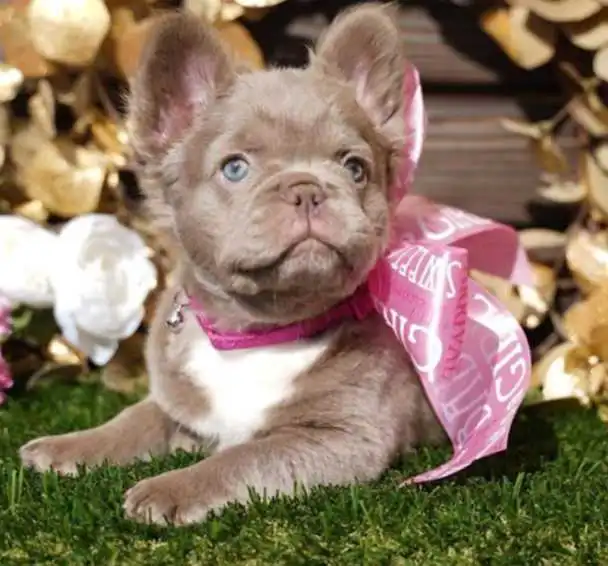 isabella-fluffy-french-bulldog