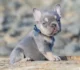 A complete Guide on Lilac Fluffy French Bulldog: 