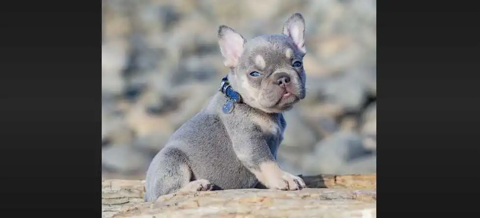 lilac fluffy french bulldog