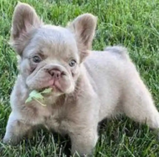 Personality of a fluffy french Bulldog