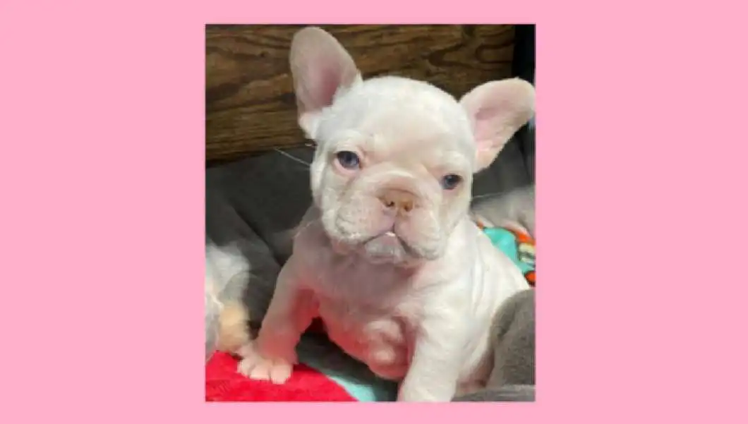 pink fluffy french bulldog