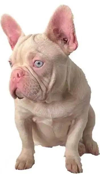 pink-fluffy-french-bulldog