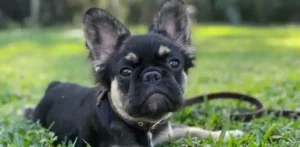 quick facts about fluffy french bulldog