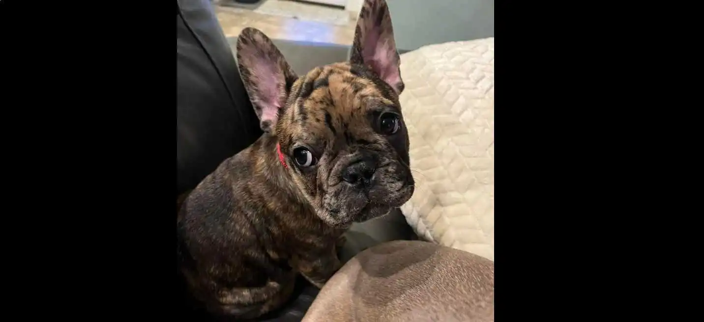 tan fluffy french bulldog