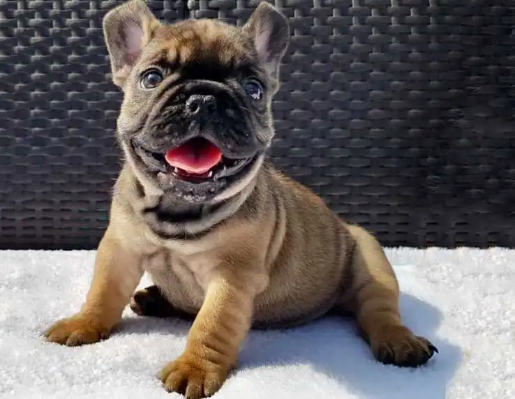 temperament-of-fluffy-french-bulldog