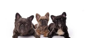 types of fluffy french bulldog