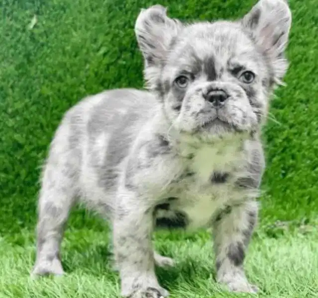 white-blue-fluffy-french-bulldog