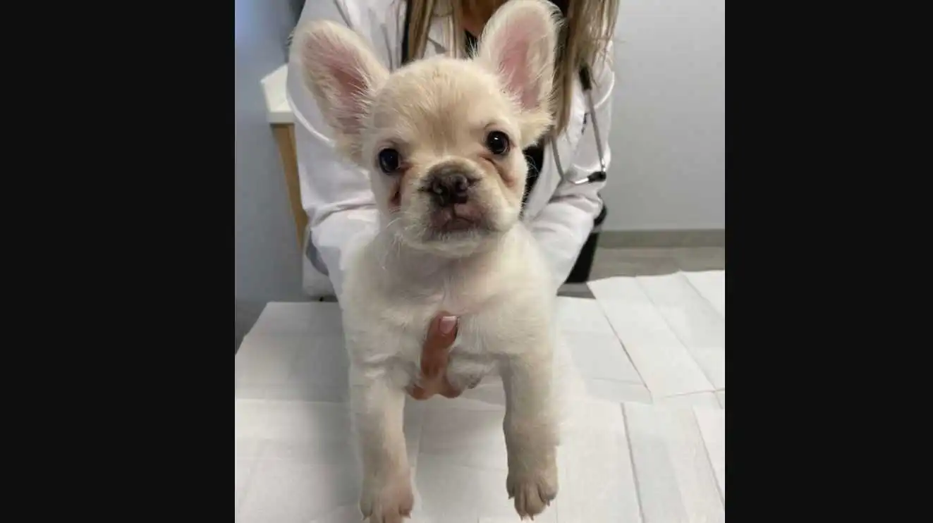 white fluffy french bulldog