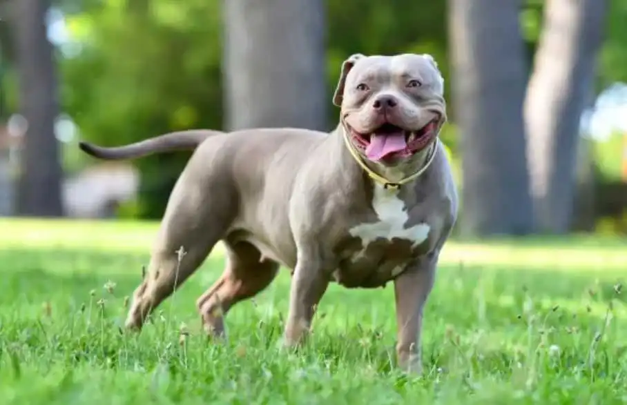 American Bully image