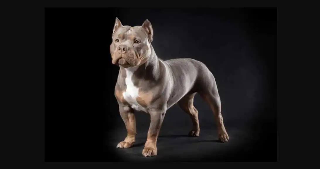 American Bully