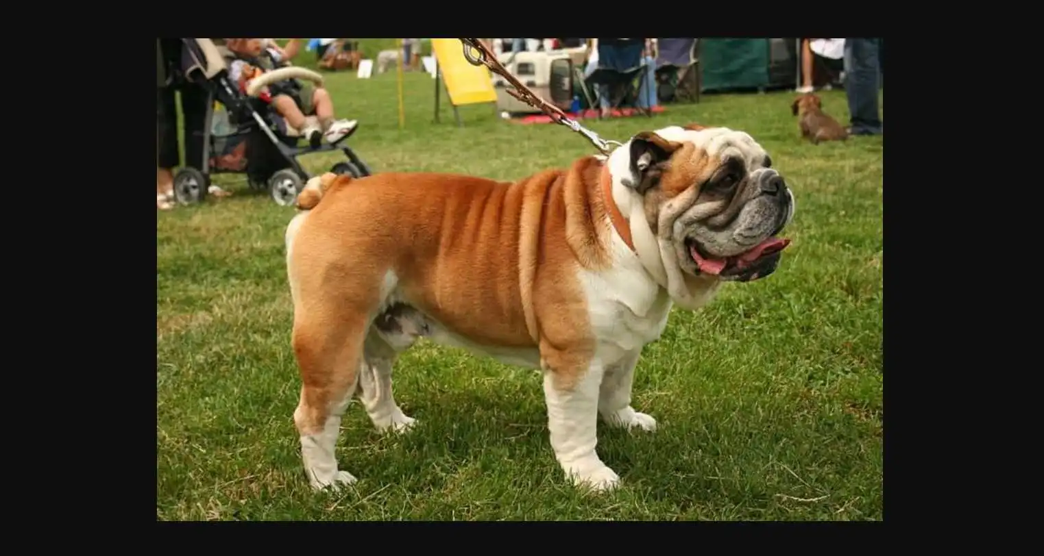 Bulldog