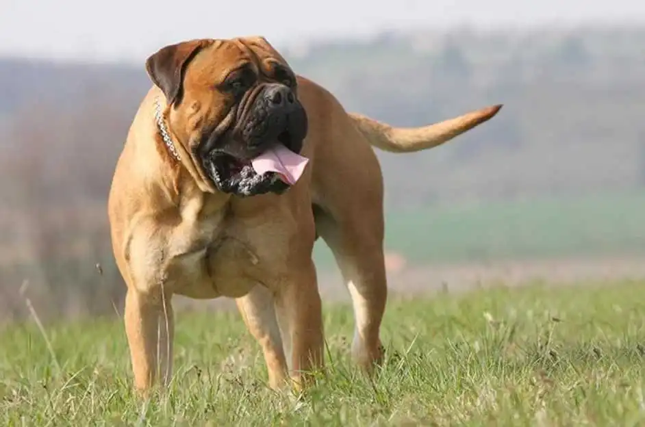 Bullmastiff Bulldog image